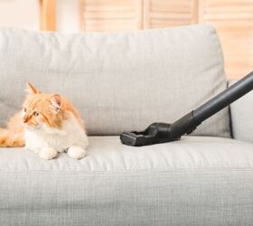 how to keep pet hair off your furniture, Photo credit Pixel Shot Shutterstock com