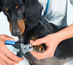 How to Safely Trim Black Dog Nails