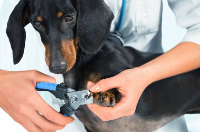 Trimming Black Dog Nails For Elderly Dogs photo