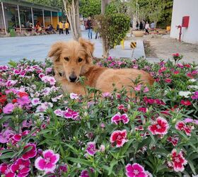 Renowned Chelsea Flower Show Gave Back to Dogs This Year