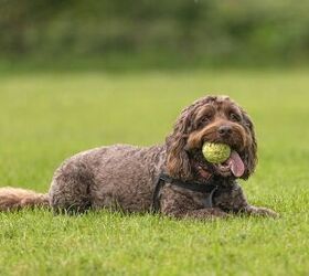 How Much Exercise Does a Cockapoo Need?