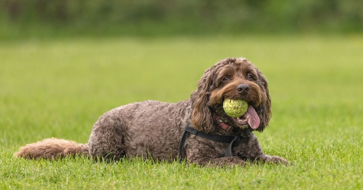 How Much Exercise Does a Cockapoo Need? | PetGuide