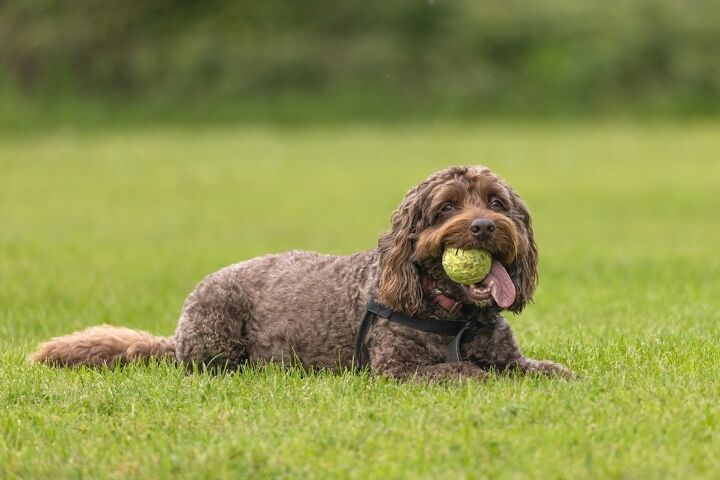 How Much Exercise Does a Cockapoo Need? | PetGuide