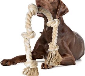 how much exercise does a cockapoo need