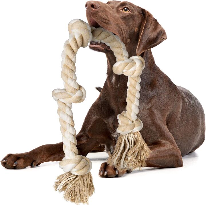 How Much Exercise Does a Cockapoo Need? | PetGuide