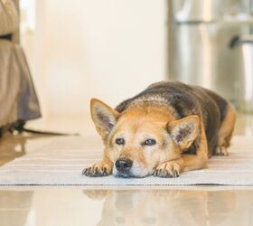 What Are Symptoms of Arthritis in Dogs?