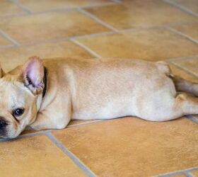 What Is Dog Splooting?