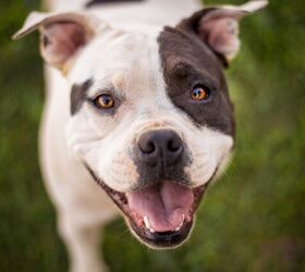 Rescue Dog Joins Oh Norman! As Chief Treat Officer