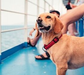 Florida Cruise Line Announces Pet Friendly Cruises in 2025