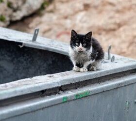 Colorado Cat Gets Stuck in Dumpster, Requiring Elaborate Rescue