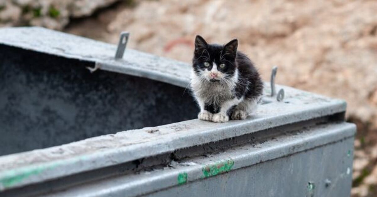 Colorado Cat Gets Stuck in Dumpster, Requiring Elaborate Rescue | PetGuide