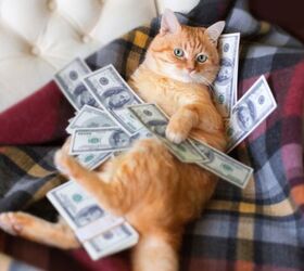 What is the Yearly Cost of Owning a Dog or Cat?