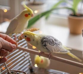 environmental enrichment for pet birds, Daria vg Shutterstock