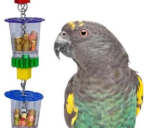 environmental enrichment for pet birds