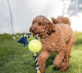 how much exercise does a labradoodle need, Wirestock Creators Shutterstock
