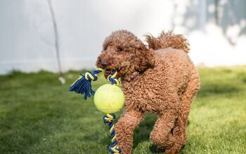 How Much Exercise Does a Cockapoo Need? | PetGuide