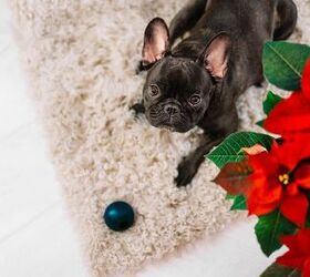 what to do if my dog eats a poinsettia, Gryllus M Shutterstock