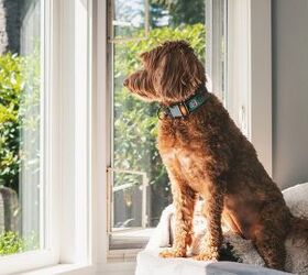 How Long Can You Leave a Labradoodle Alone?