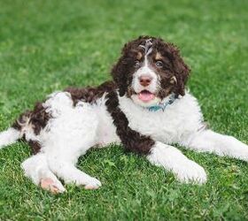 Are Bernedoodles High Maintenance?