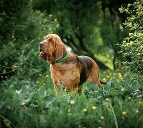 Bo the Bloodhound Wins American Humane Hero Dog Award