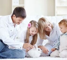 How to Choose the Best Rabbit for Your Family