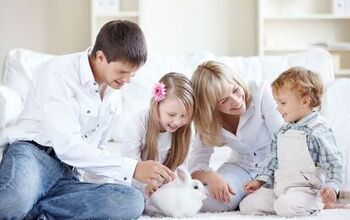 Thrianta Rabbit Breed Information and Pictures - PetGuide.com | PetGuide