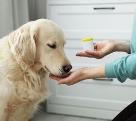 should i use an online pet pharmacy to save on medication, Photo credit New Africa Shutterstock com