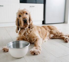 How to Prevent E. Coli in Dogs