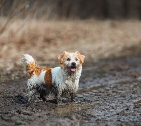 how to prevent e coli in dogs, Photo credit woodHunt Shutterstock com