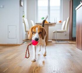 help my dog is aggressive over toys what now, Photo credit Przemek Iciak Shutterstock com