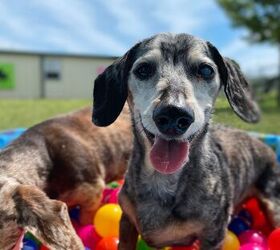 Are Some Toys Better For Senior Dogs? Yes!