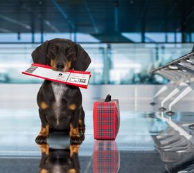 Air Travel Planned? Check Out These Top, Airline-Approved Pet Carriers