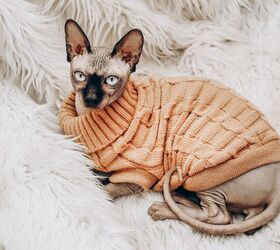 How To Care for a Hairless Cat