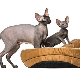 4 Hairless Cat Breeds