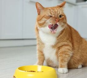 Should You Get a Slow Feeder for Your Cat?