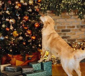 6 Expert Tips on Dog-Proofing Your Christmas Tree