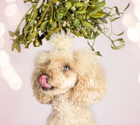 What to Do If My Dog Eats Mistletoe?