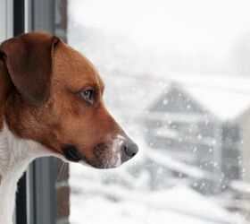 how do you keep a dog active during winter, sophiecat Shutterstock