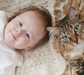 Research Shows Cats Learn Words Faster Than Toddlers