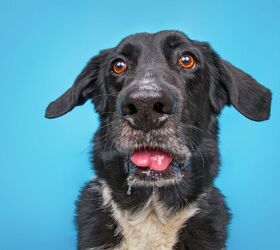 why is my dog drooling, Annette Shaff Shutterstock