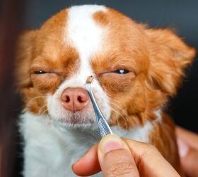 can dogs get ticks in the winter, wanida tubtawee Shutterstock