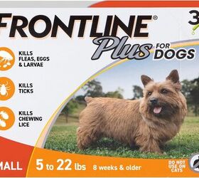 can dogs get ticks in the winter