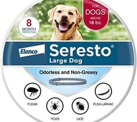 can dogs get ticks in the winter