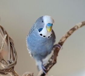 how to choose the right perches for your bird, UniqSnaps Shutterstock