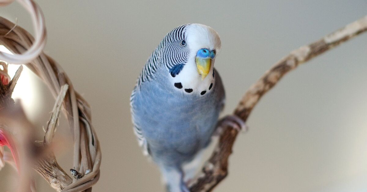 How to Choose the Right Perches for Your Bird | PetGuide