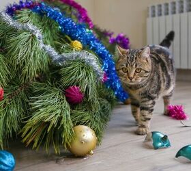 Holiday Emergencies: What Do You Do if Your Vet is Closed?