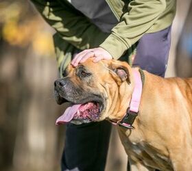 Man Reunited with Dog After Cancer Kept Them Apart for Two Years