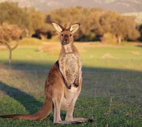 A Pet Kangaroo Got Lost in Texas