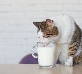 Cats Died After Drinking Raw Milk Infected with Bird Flu