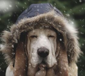 Chilly Walks Need the Right Kind of Headgear for Your Dog